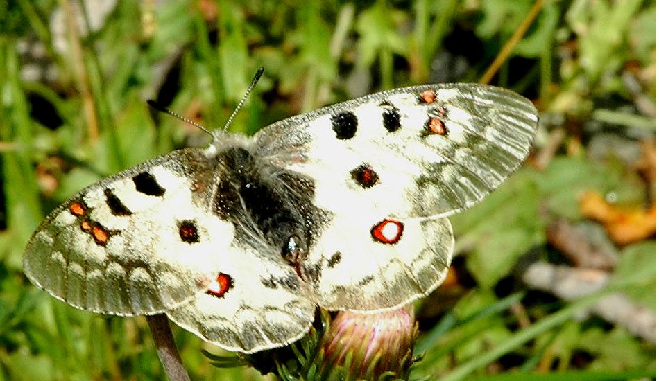 Farfalle di Valtellina, Valchiavenna, V.Poschiavo, Bregaglia